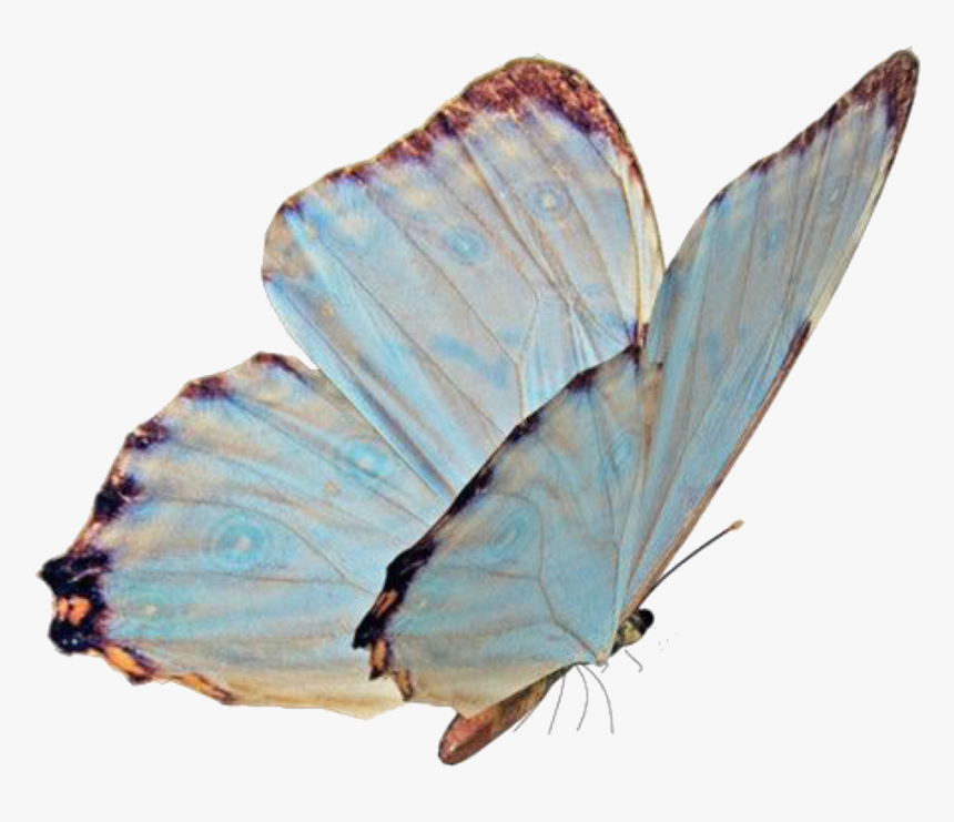 Overlay And Png Image, Transparent Png