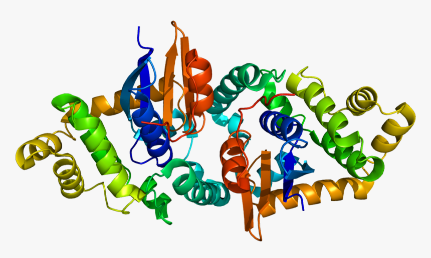 Protein Gstk1 Pdb 1yzx, HD Png Download
