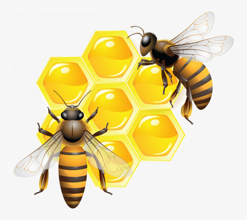 Best Free Honey Png Image Without Background, Transparent Png