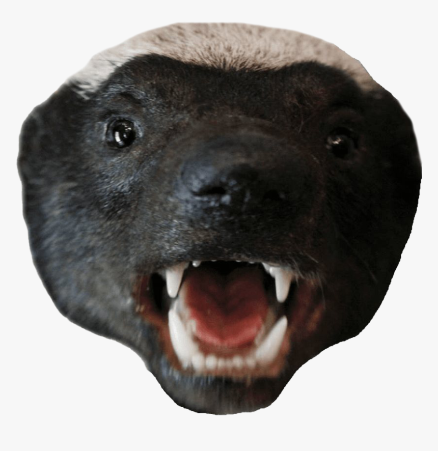 Honey Badger Transparent Images Png, Png Download