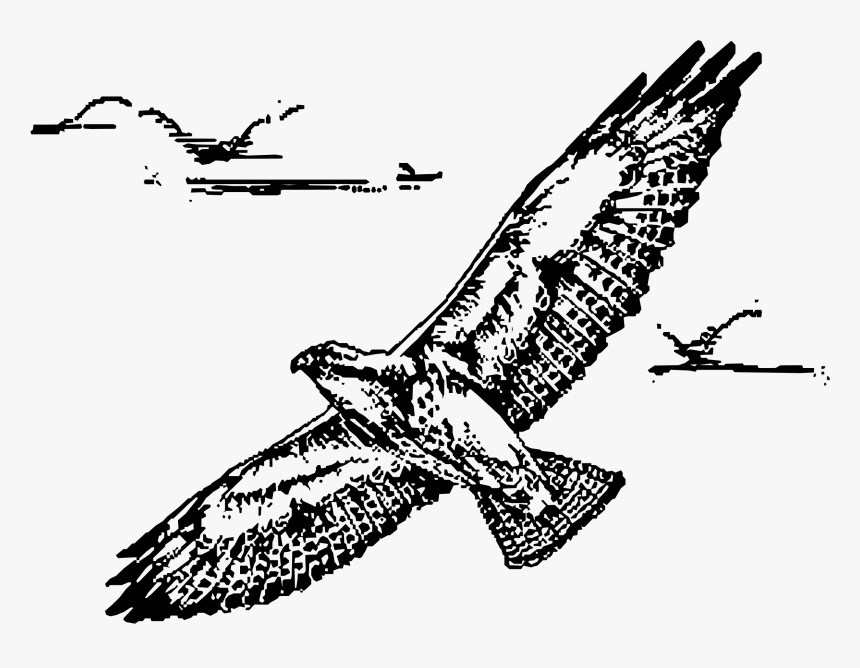 Swainsion Hawk In Flight Clip Arts, HD Png Download