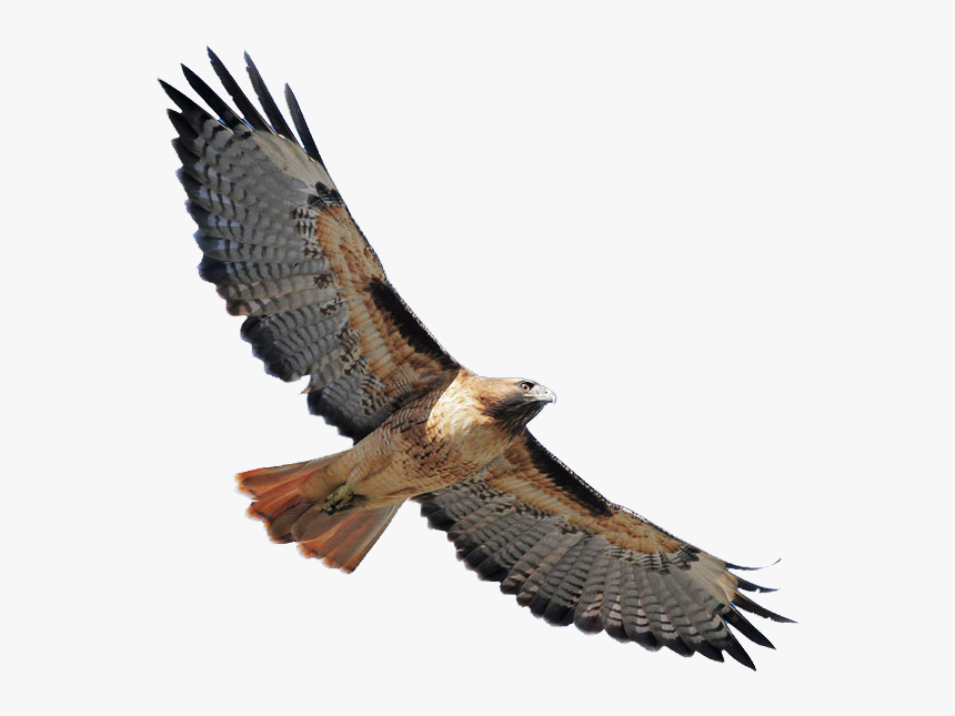 Coopers Hawk Png, Transparent Png