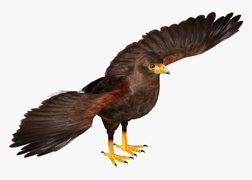 Zt2 Hawk , Png Download, Transparent Png