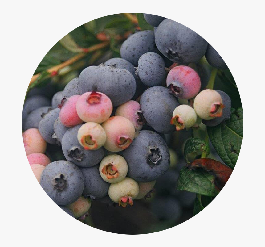 Blueberry Png, Transparent Png