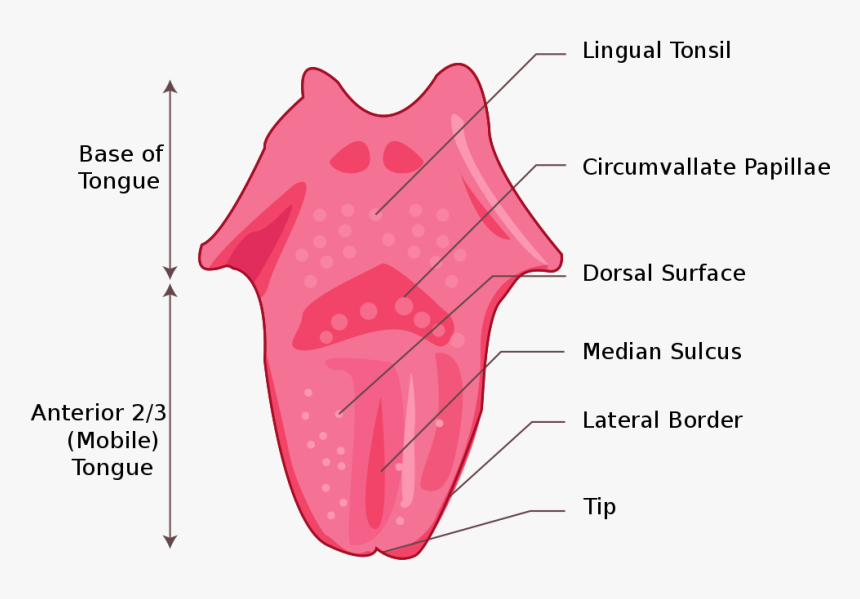 Tongue Png, Transparent Png