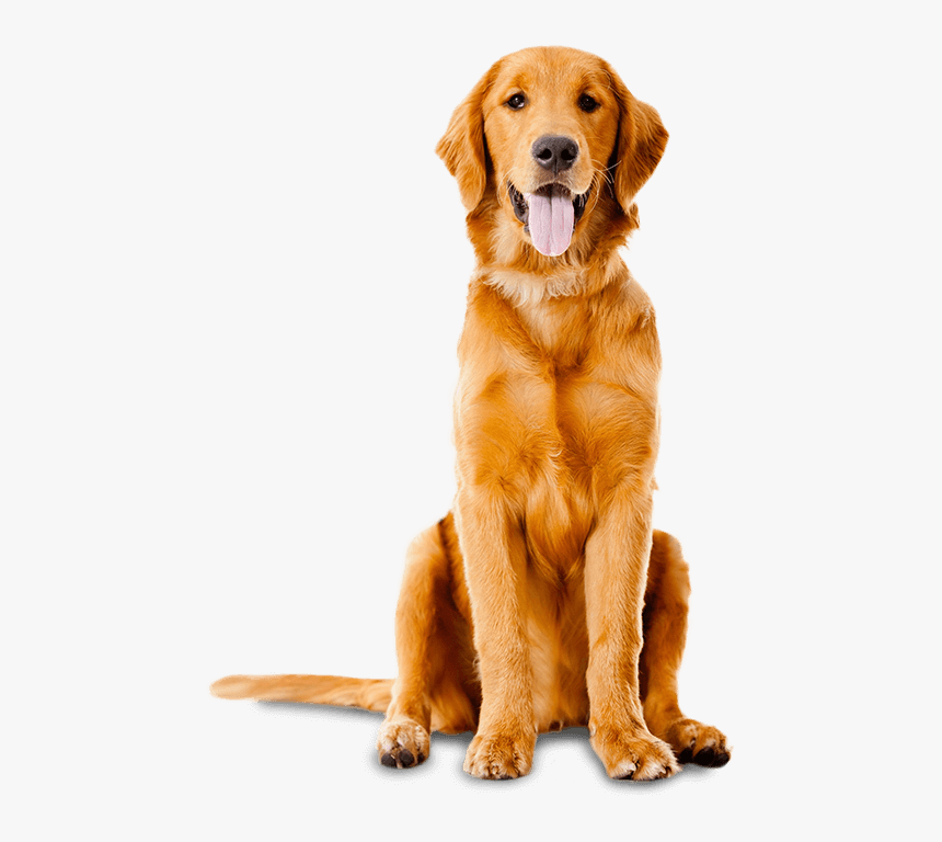 Dog Paw Png, Transparent Png