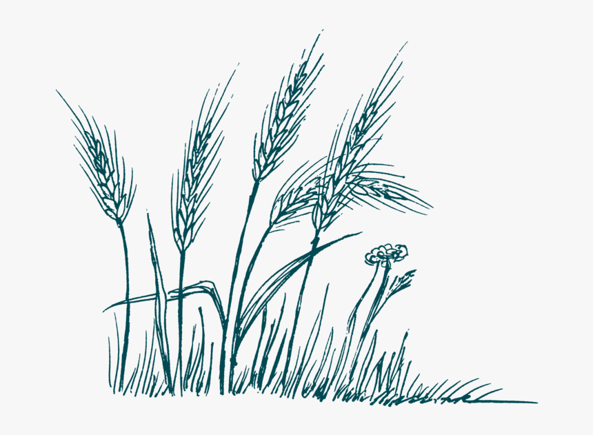 Shovel, HD Png Download