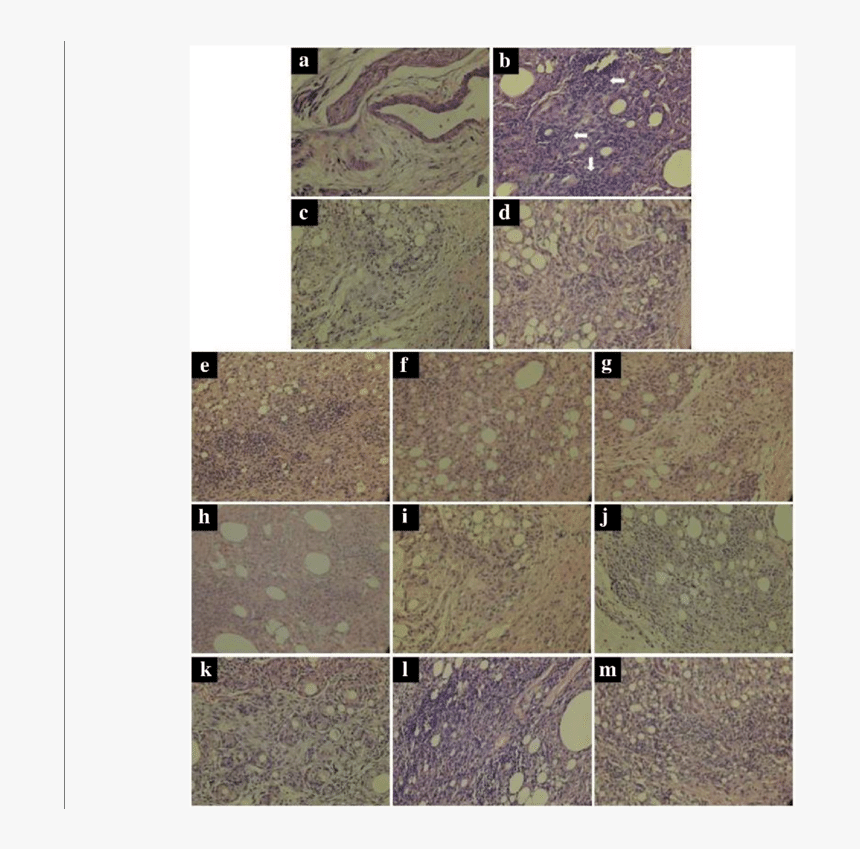 Paw Png, Transparent Png