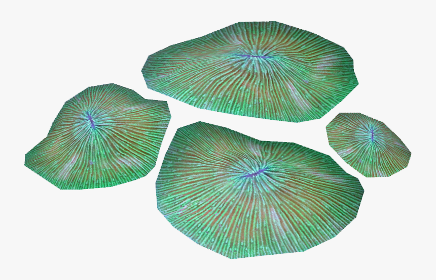 Plate Coral 1 , Png Download, Transparent Png