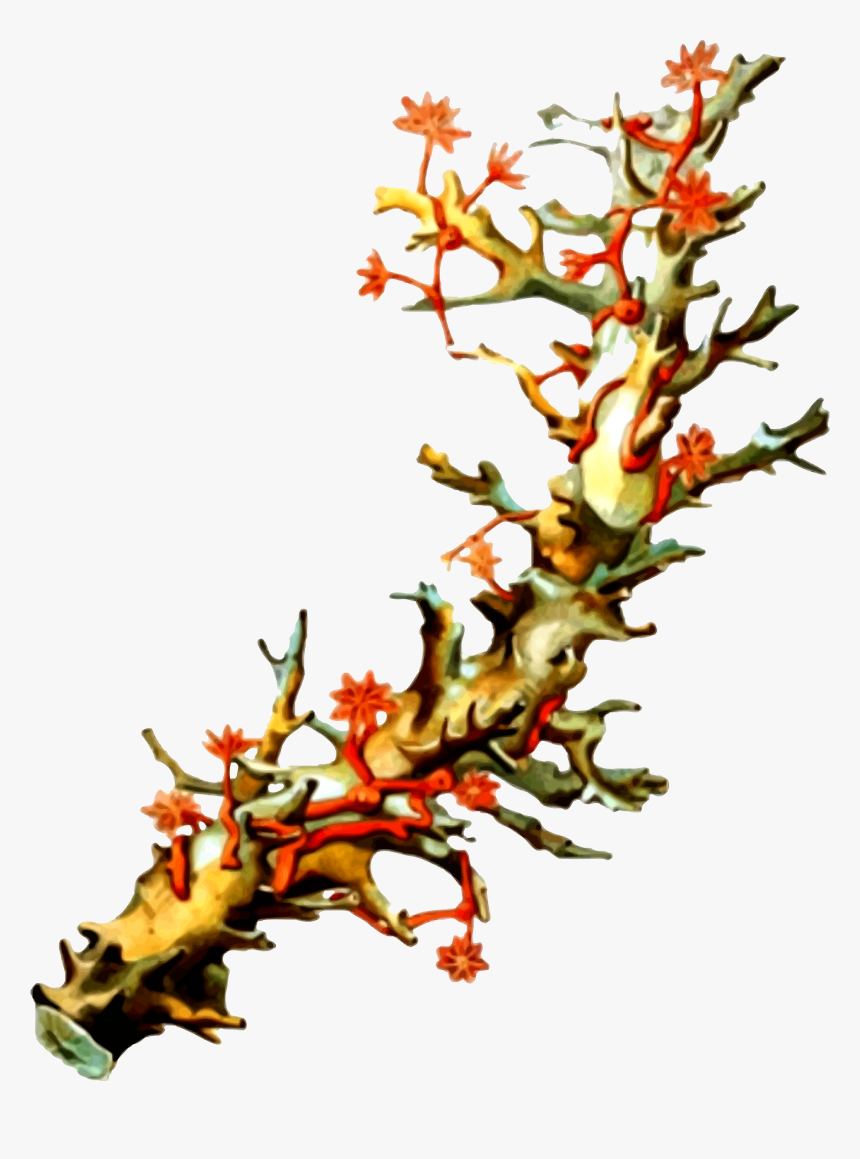 Coral 5 Clip Arts, HD Png Download
