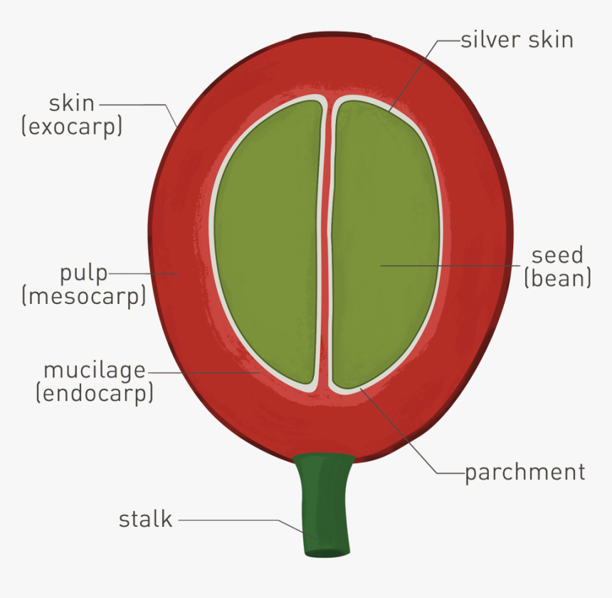 Parchment Png, Transparent Png