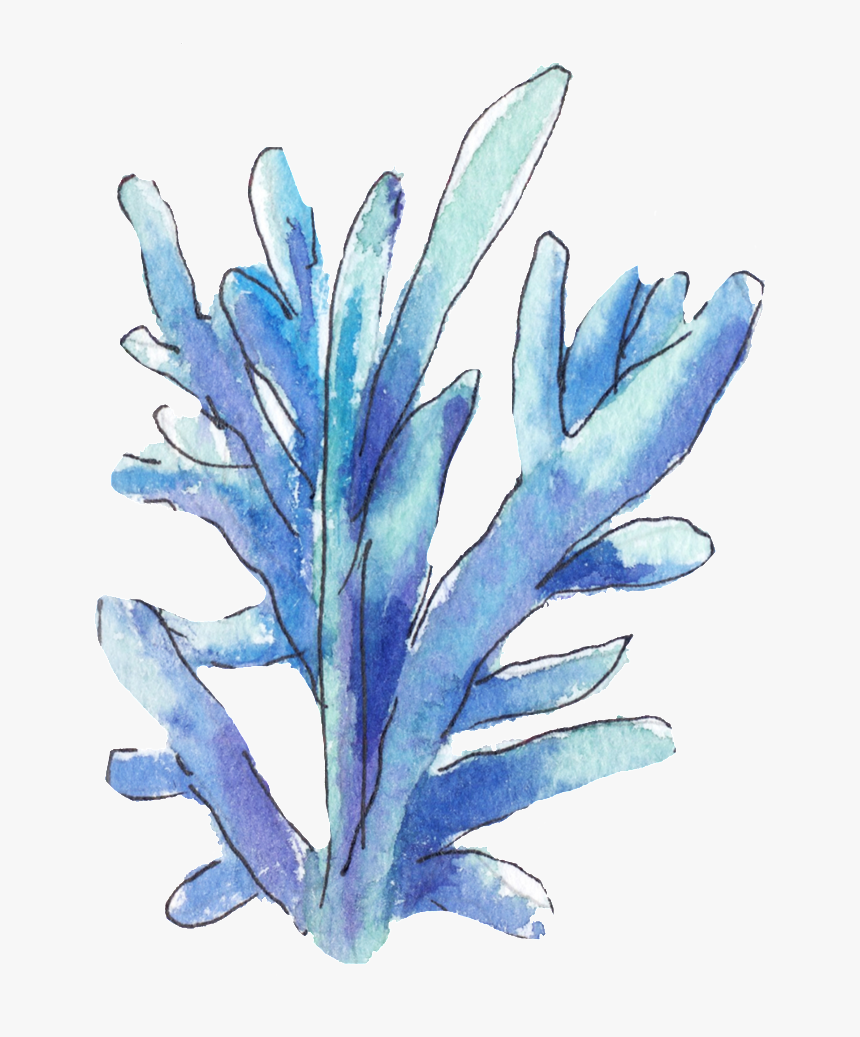 This Graphics Is Hand Painted A Blue Coral Png Transparent, Png Download