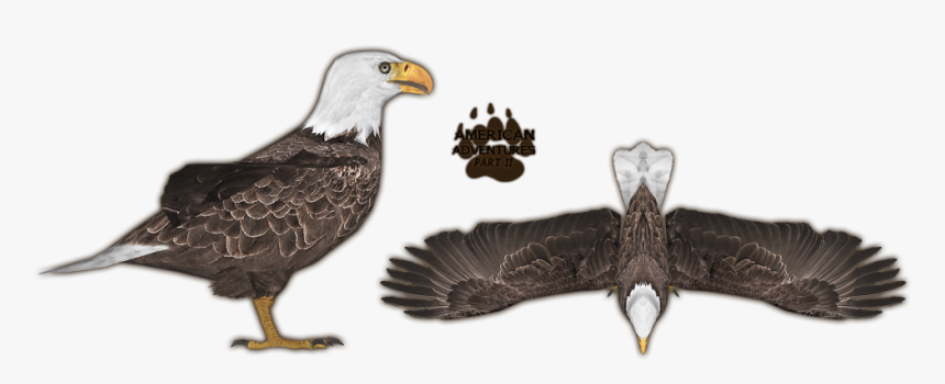 American Bald Eagle Png, Transparent Png