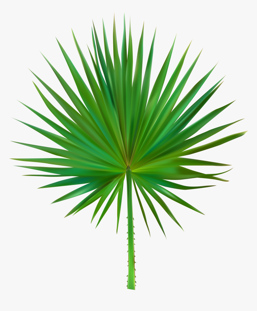 Palm Leaf Png , Png Download, Transparent Png
