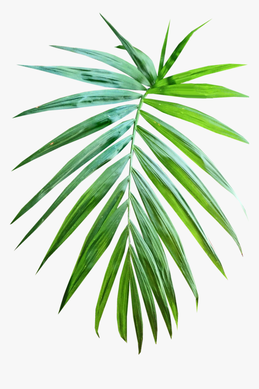 Palm Leaf Png, Transparent Png