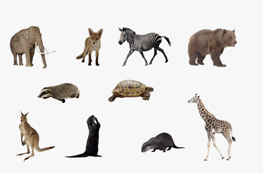 Top New Animal Png Picsart Editing 2018 Zip, Transparent Png