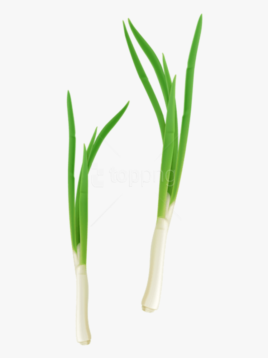 Free Png Download Green Fresh Onion Png Images Background, Transparent Png
