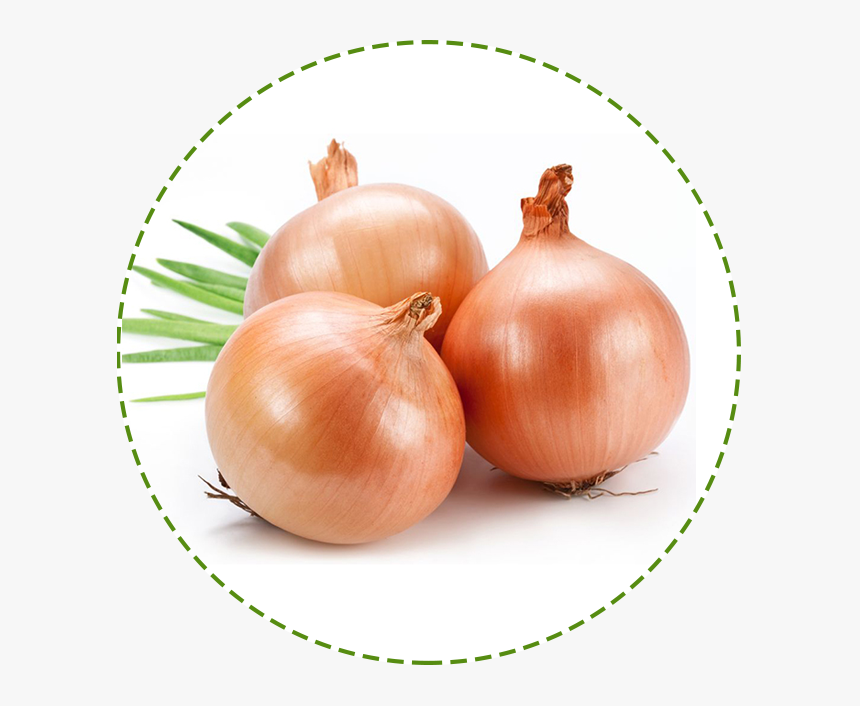Transparent Onion Plant Png, Png Download