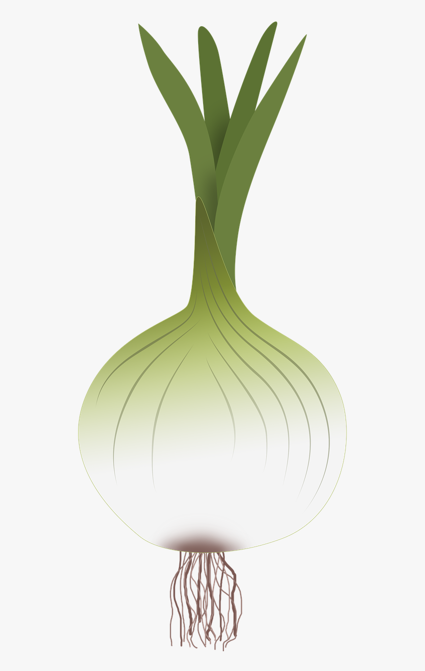 Onion Png, Transparent Png