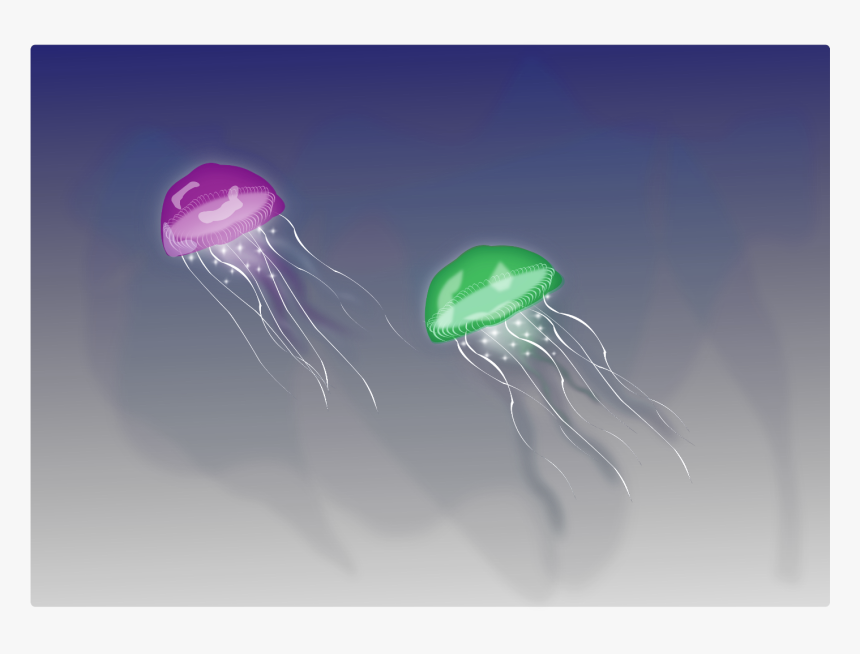 Jellyfish , Png Download, Transparent Png