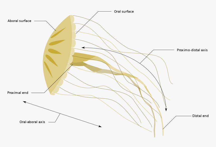 Diagrams Of Jellyfish , Png Download, Transparent Png
