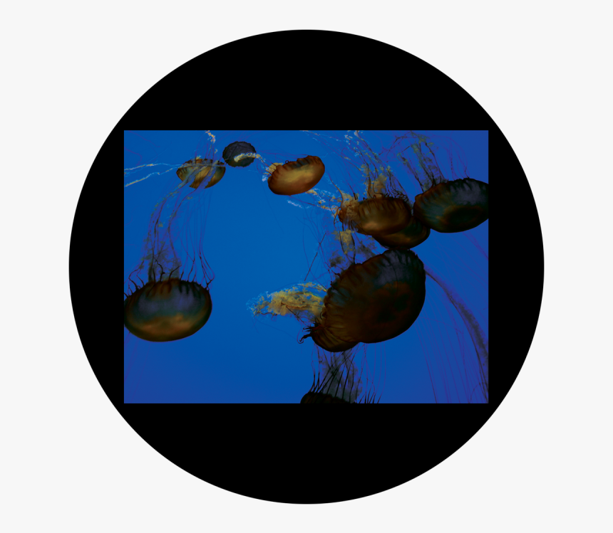 D - Antonakos - Jellyfish - Jellyfish , Png Download, Transparent Png