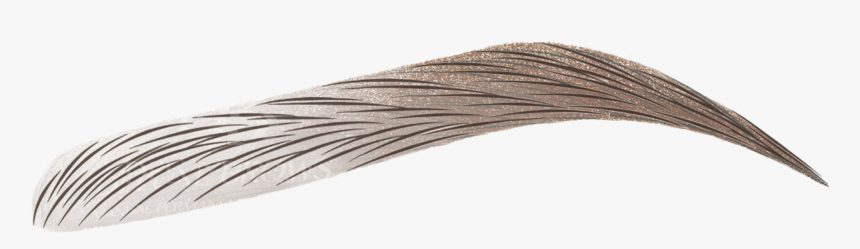 Brows Png Png Image With No Background, Transparent Png