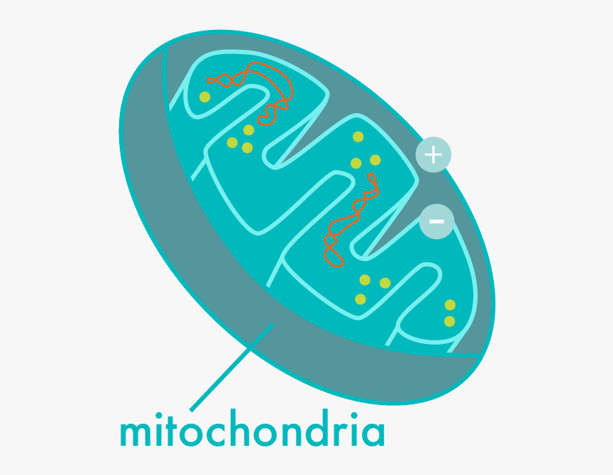 Transparent Holi Pichkari Clipart Png, Png Download