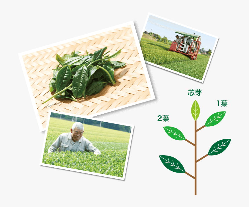 Plantation, HD Png Download