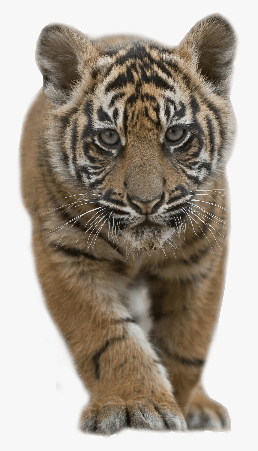 Baby Tiger - Tiger Cub Png, Transparent Png