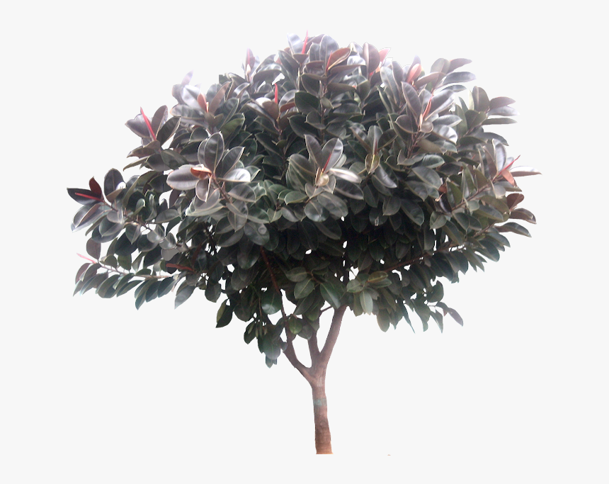 Transparent Ficus Tree Png - Ficus Elastica Tree Png, Png Download