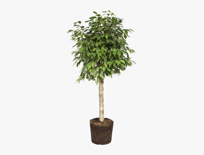 Weeping Fig - Daniella Ficus, HD Png Download