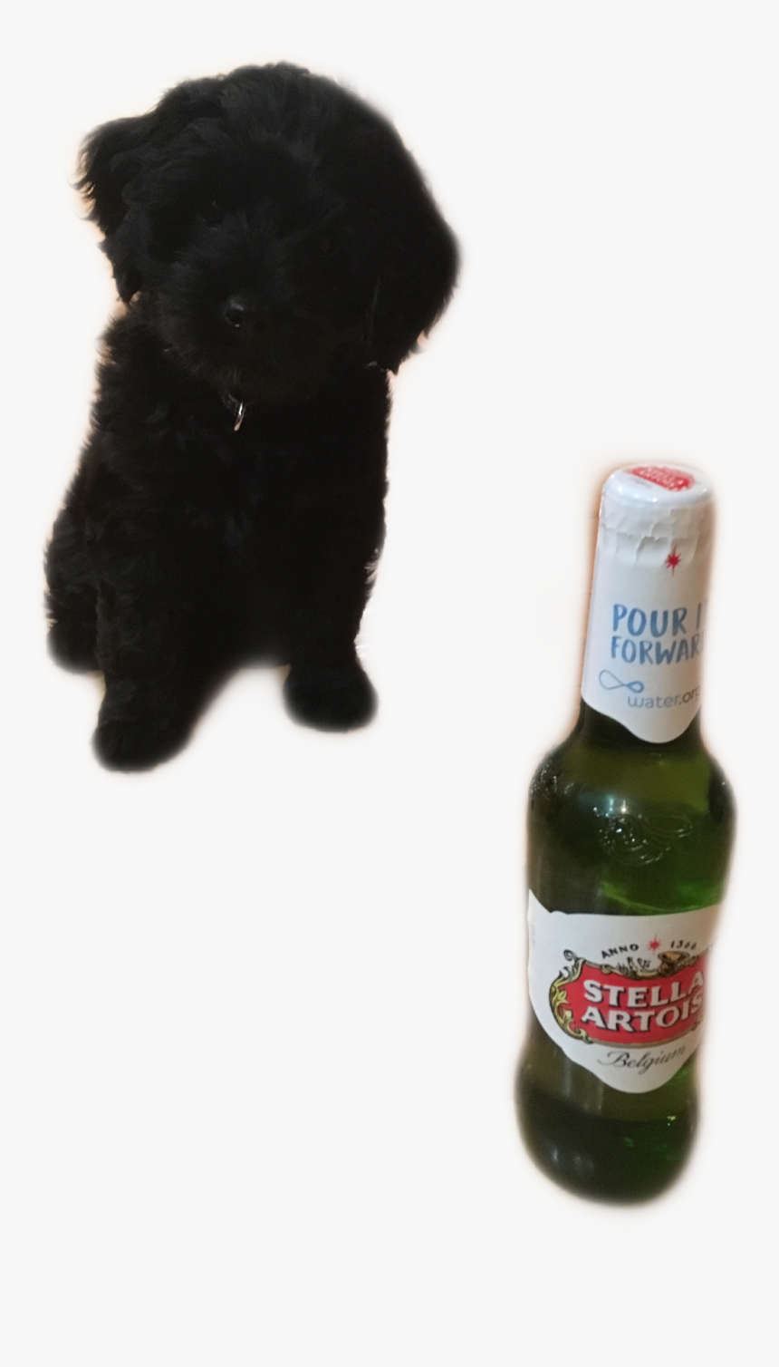 Transparent Stella Beer Png - Beer Bottle, Png Download