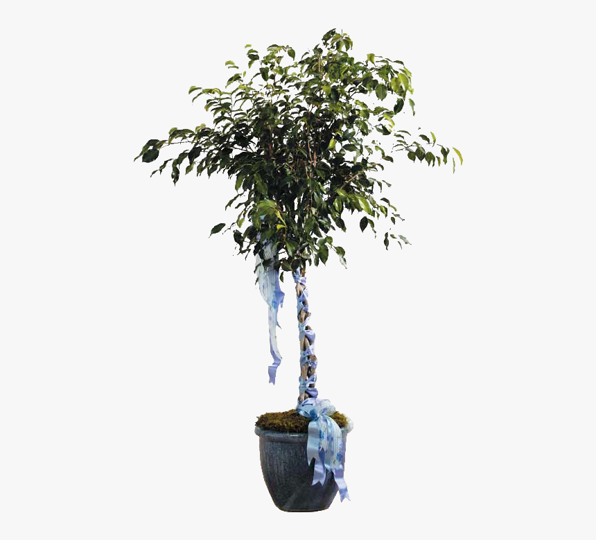 Talleys Florist , Png Download - Ficus Benjamina H 10, Transparent Png
