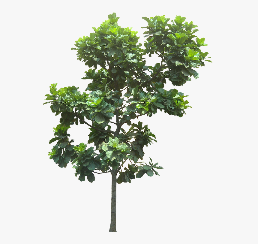 Fig Tree Cut Out, HD Png Download