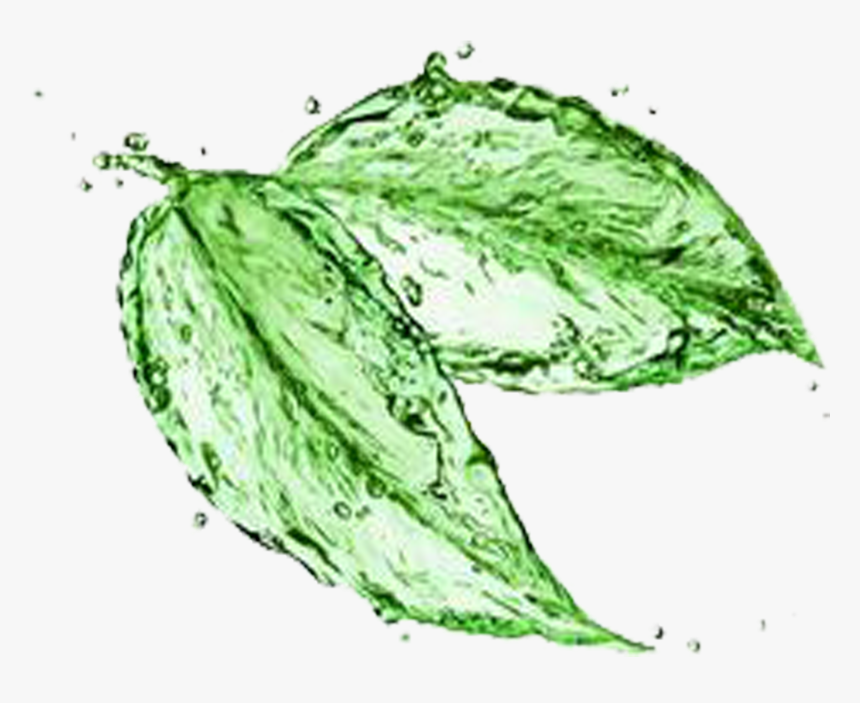 Green Tea Matcha Water Stock Photography - Propreté Nettoyage, HD Png Download