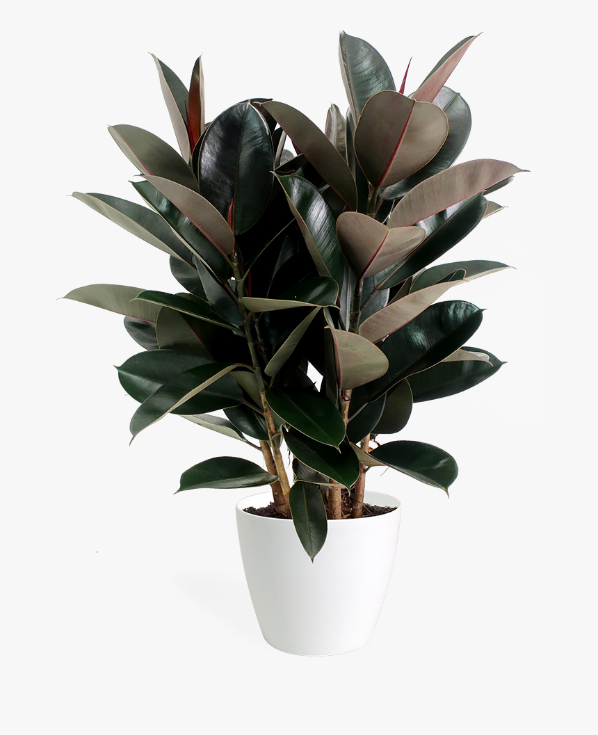 Ficus Tree Png, Transparent Png