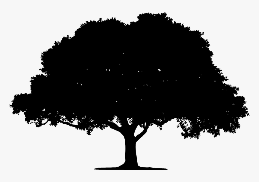Tree, Landscape, Plant, Leaf, Leaves, Vegetation Oak Tree Silhouette