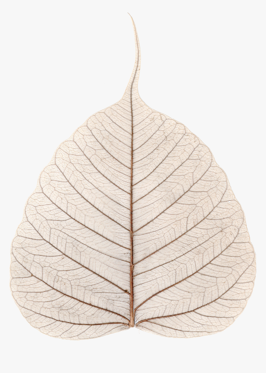 File - Skeletonized Leaf - Ficus Religiosa - Kolkata, HD Png Download