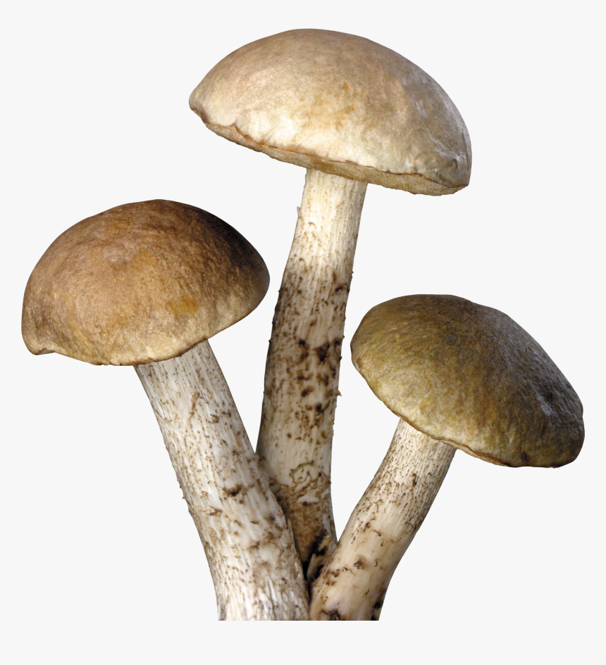 Mushrooms Transparent Background, HD Png Download