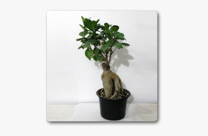 Bonsai, HD Png Download