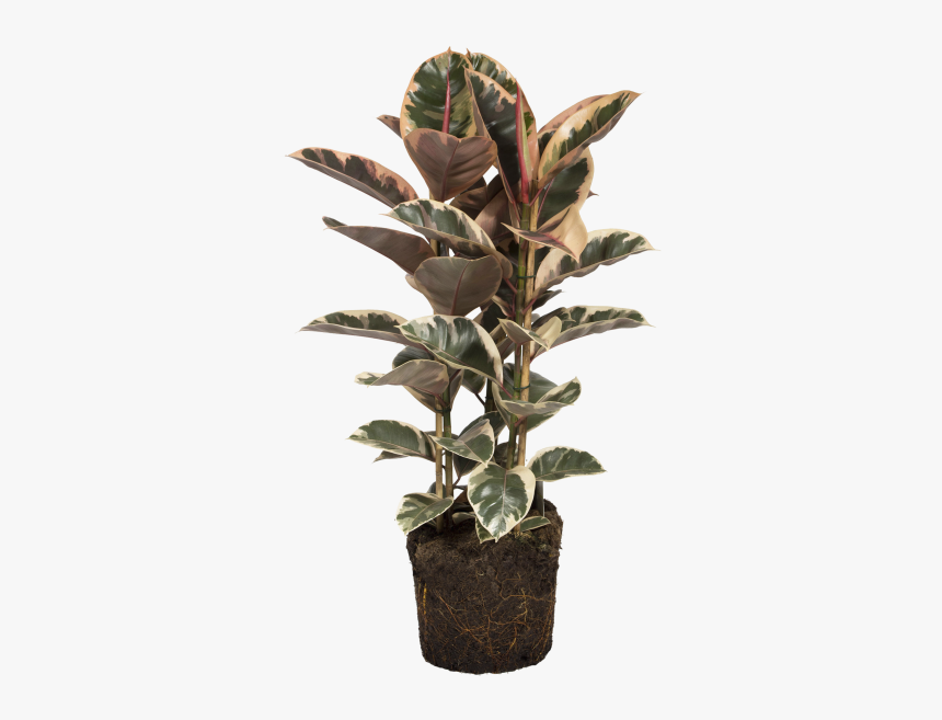 Rubber Plant - Houseplant, HD Png Download