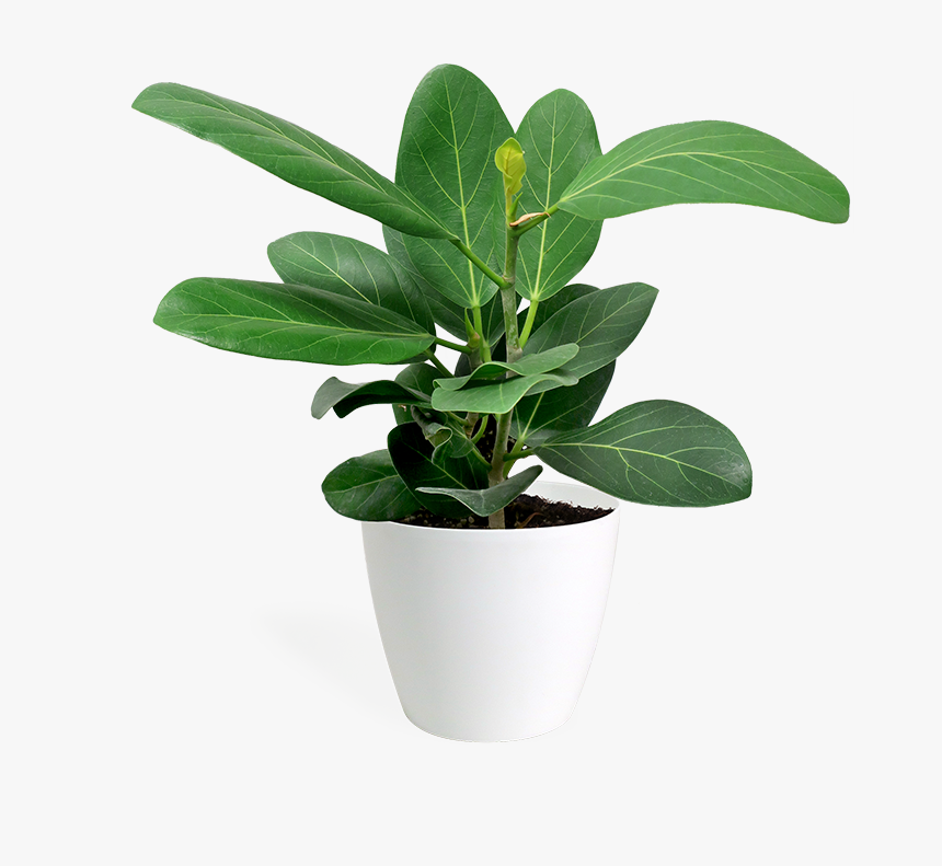 Flowerpot, HD Png Download