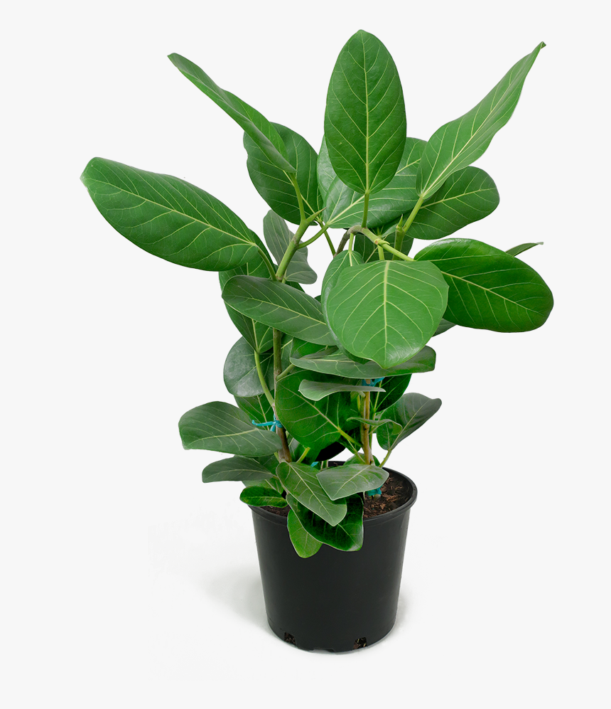 Huge Rubber Plant Png, Transparent Png
