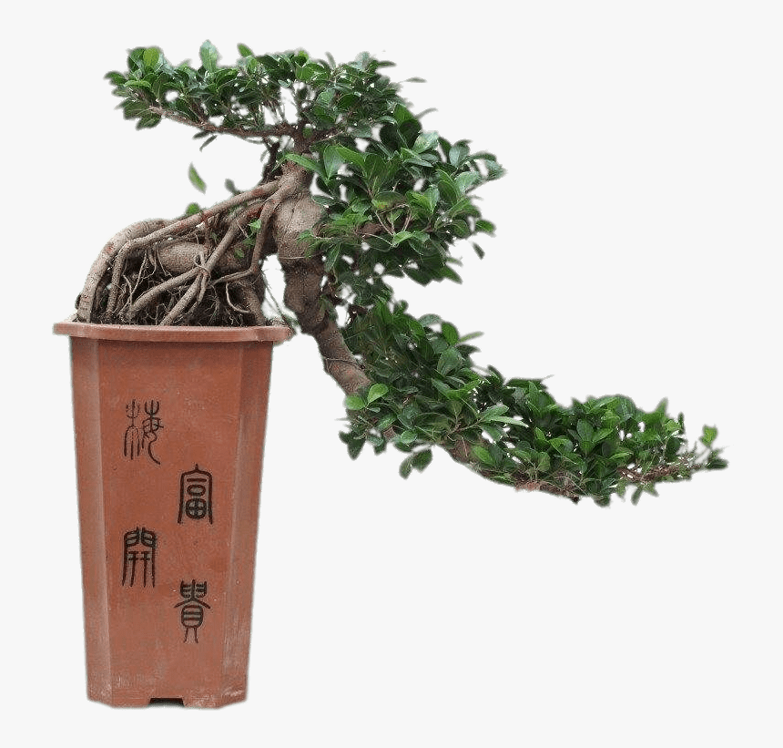 Cascade Bonsai - Full Cascade Ficus Bonsai, HD Png Download