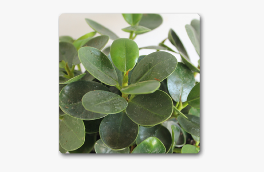 Ficus Varieties, HD Png Download