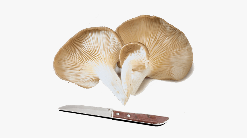 Fresh Oyster Mushrooms, HD Png Download