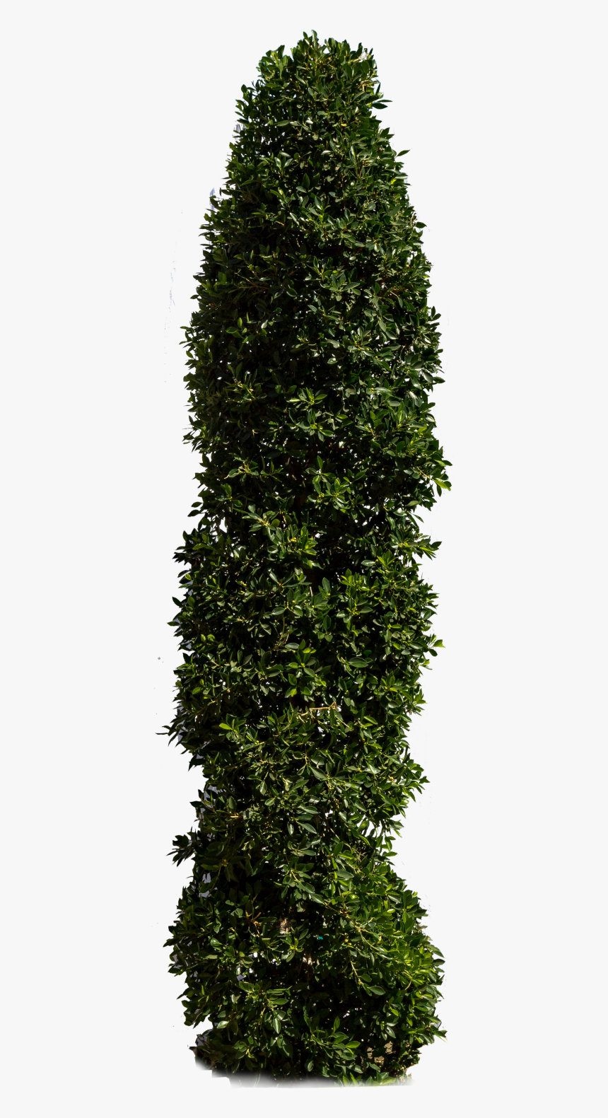 Hedge, HD Png Download