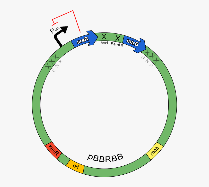 Circle, HD Png Download