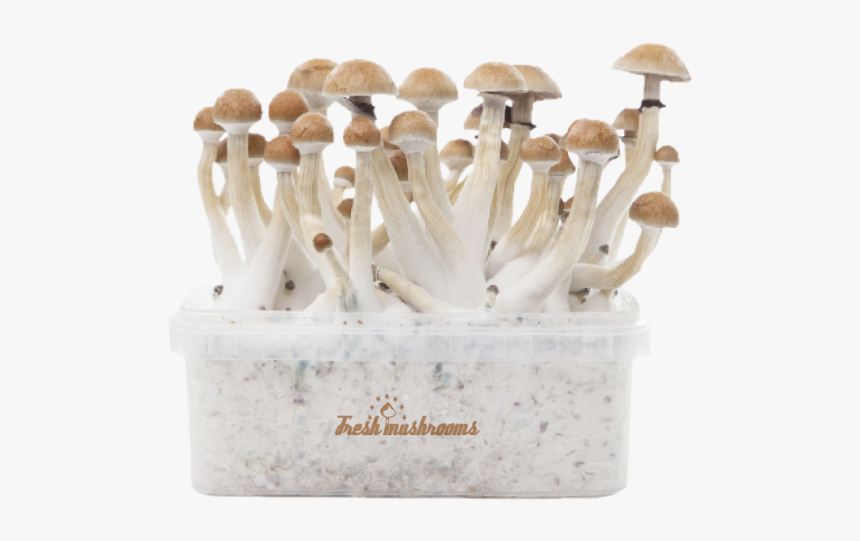 Mushrooms Thai Grow, HD Png Download